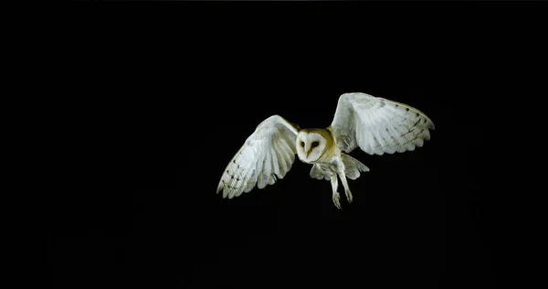 Barn Owl Tyto Alba Ενηλίκων Κατά Την Πτήση Νορμανδία Στη — Φωτογραφία Αρχείου