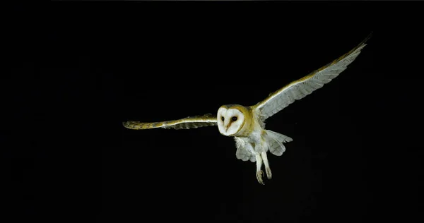 Barn Owl Tyto Alba Adult Flight Normandy France — 图库照片