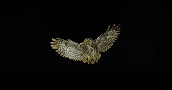 Little Owl Athene Noctua Adult Flight Normandy France — Stock Photo, Image