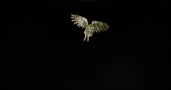 Little Owl Athene Noctua Adult Flight Normandy France — Stock Photo, Image