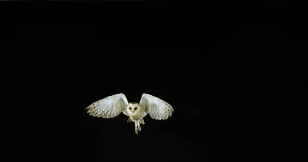 Barn Owl 노르망디 프랑스 노르망디 — 스톡 사진