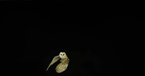 Barn Owl Tyto Alba Adult Flight Normandy France — 图库照片