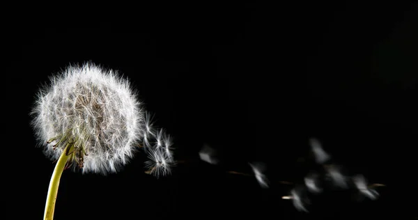 Karahindiba Taraxacum Officinale Saatlerin Tohumları Rüzgârla Savruluyor Dağılıyor Normandiya — Stok fotoğraf