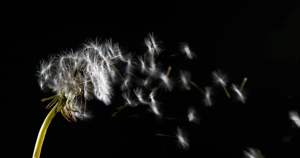 一般的なタラクサクサムのオフィンセール から種子が吹き飛ばされ ノルマンディー — ストック写真