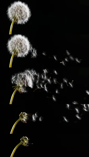 Common Dandelion Taraxacum Officinale Seeds Clocks Being Blown Dispersed Wind — Stock Photo, Image