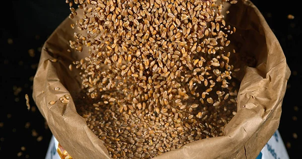 Пшениця Тритікум Падає Чорний Фон — стокове фото