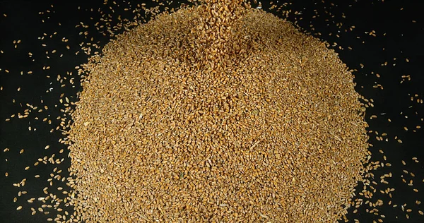 Wheat Triticum Falling Black Background — Stock Photo, Image