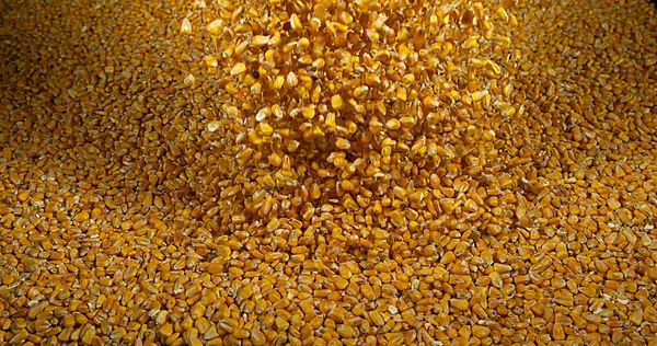Maissi Zea Mays Putoaminen — kuvapankkivalokuva