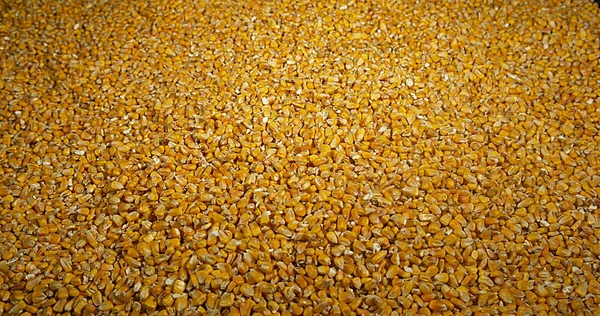 Corn Zea Mays Falling — Stock Photo, Image