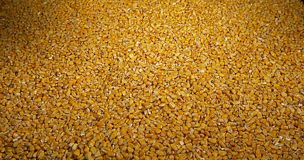 Corn Zea Mays Falling — Stock Photo, Image
