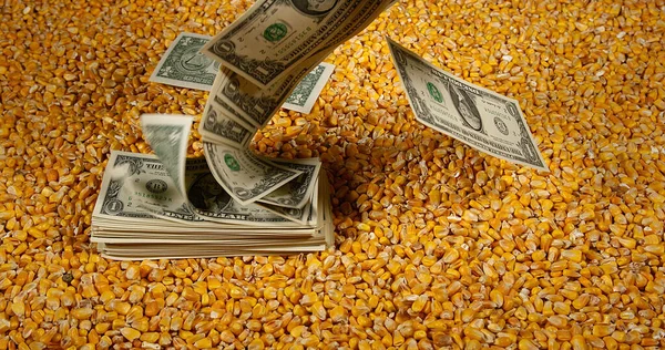 Corn Flying Dollar Bank Notes — Stock Photo, Image