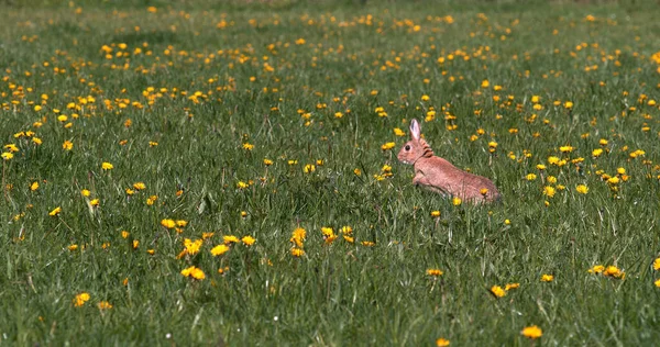 European Rabbit or Wild Rabbit, oryctolagus cuniculus, Adult running through Flowers, Normandy
