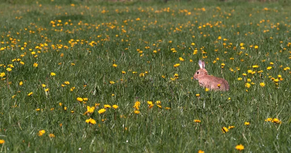 Европейский Кролик Дикий Кролик Oryctolagus Cuniculus Взрослый Бегущий Через Цветы — стоковое фото