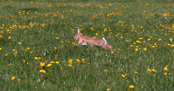 European Rabbit Wild Rabbit Oryctolagus Cuniculus Adult Running Flowers Normandy — 图库照片