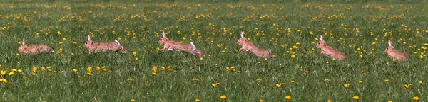 ヨーロッパのウサギや野生のウサギ オリツラガスのクヌーク 大人が花を駆け抜ける ノルマンディー — ストック写真