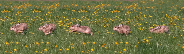 Conejo Europeo Conejo Silvestre Oryctolagus Cuniculus Adulto Corriendo Por Flores —  Fotos de Stock