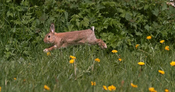 Європейський Кролик Або Дикий Кролик Oryctolagus Cuniculus Дорослі Проходять Через — стокове фото