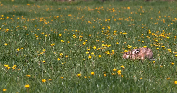 European Rabbit Wild Rabbit Oryctolagus Cuniculus Adult Running Flowers Normandy — Stock Photo, Image