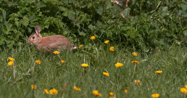 European Rabbit or Wild Rabbit, oryctolagus cuniculus, Adult running through Flowers, Normandy