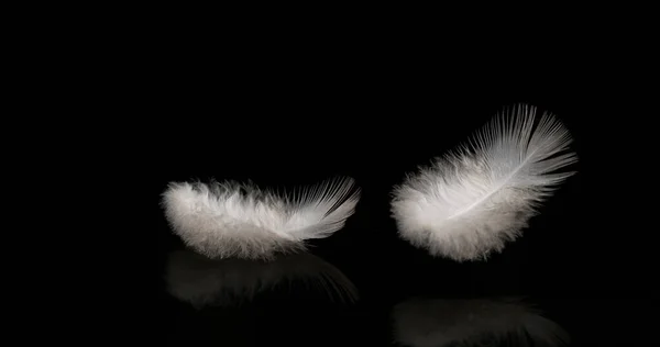 White Feathers Falling Black Background Normandy — Stock Photo, Image