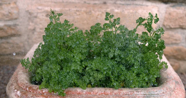 Chuva Salsa Petroselinum Crispum Normandia — Fotografia de Stock