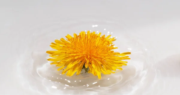 Квітка Загальної Кульбаби Тараксакум Падає Воду Нормандія — стокове фото