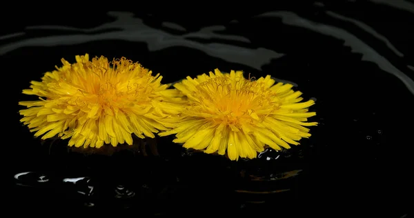 Kwiat Mniszka Pospolitego Taraxacum Officinale Opadający Wodę Normandia — Zdjęcie stockowe