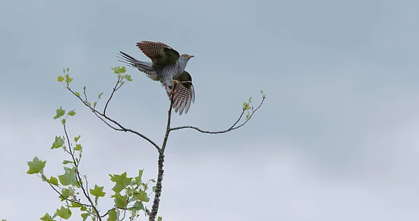 Koekoek Cuculus Canorus Volwassen Vlucht Landing Tak Normandië — Stockfoto
