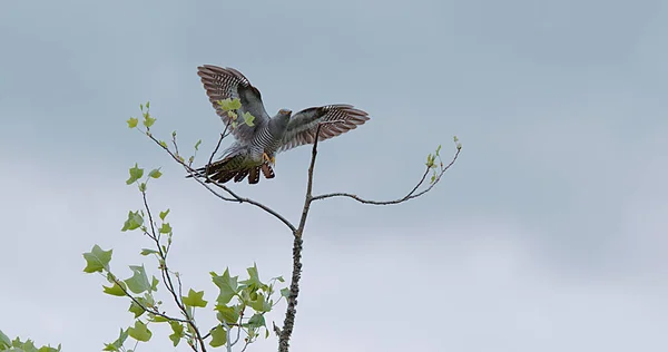 Common Cuckoo Cuculus Canorus Adult Flight Landing Branch Normandia — Fotografia de Stock