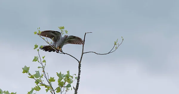 Kukułka Zwyczajna Cuculus Canorus Dorosły Locie Lądowanie Gałęzi Normandia — Zdjęcie stockowe