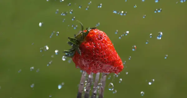 Strawberries Fragaria Vesca Water Falling Fruits — Stock Photo, Image