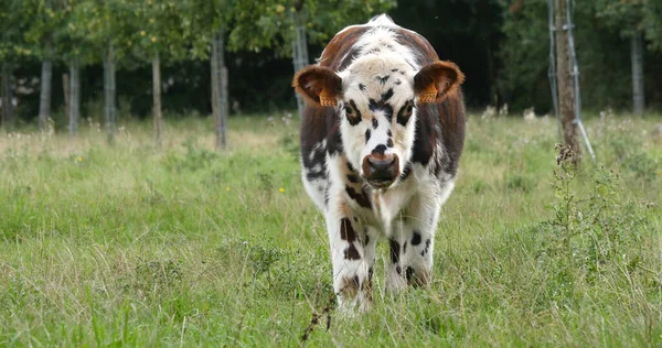 Нормандский Скот Корова Медоу Нормандия — стоковое фото