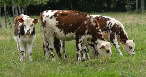 Gado Normandia Vacas Prado Normandia — Fotografia de Stock