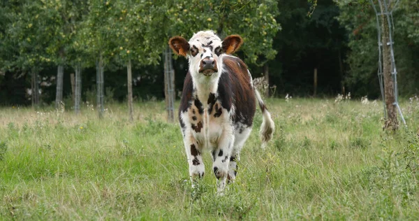 Normandiya Sığırı Meadow Nek Normandiya — Stok fotoğraf