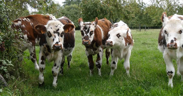 ノルマンディー牛 ノルマンディーのメドウの牛 — ストック写真