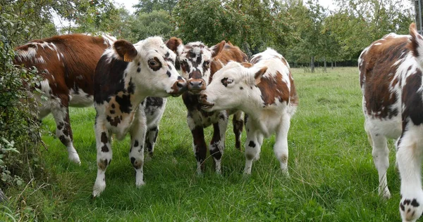 Нормандский Скот Коровы Медоу Нормандия — стоковое фото