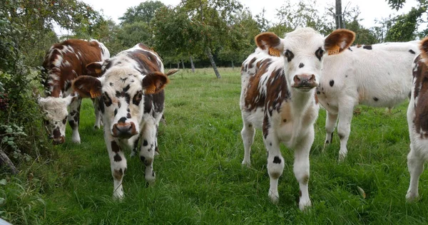 ノルマンディー牛 ノルマンディーのメドウの牛 — ストック写真