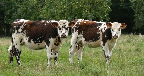 Ganado Normandía Vacas Prado Normandía —  Fotos de Stock