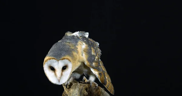 Barn Owl Tyto Alba Vuxen Mot Svart Bakgrund Normandie Frankrike — Stockfoto
