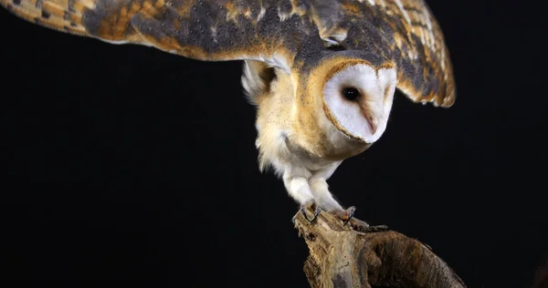Barn Owl Tyto Alba Vuxen Mot Svart Bakgrund Normandie Frankrike — Stockfoto
