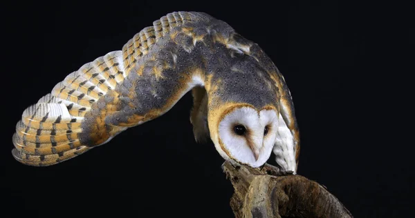 Barn Owl Tyto Alba Adult Black Background Normandy France — Stock Photo, Image