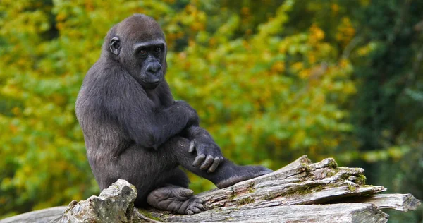 Gorilas Orientales Bajas Gorilas Gorilas Graueri Joven —  Fotos de Stock