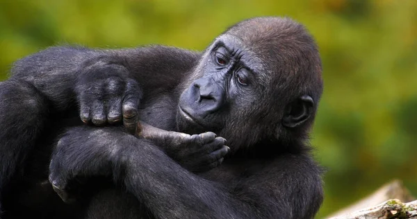 Gorille Des Basses Terres Orientales Gorille Gorille Graueri Repos Féminin — Photo
