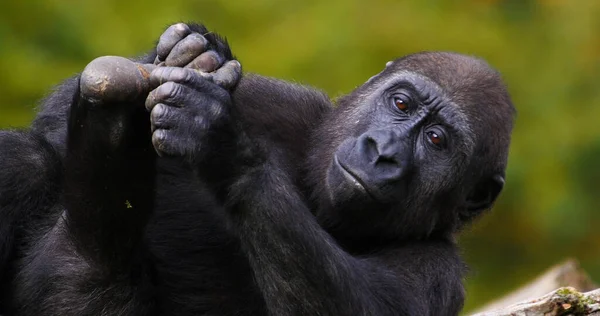 Eastern Lowland Gorilla Gorilla Gorilla Graueri Descanso Femenino — Foto de Stock