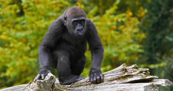 Gorille Des Basses Terres Est Gorille Gorille Graueri Jeune — Photo