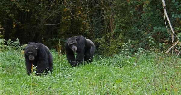Chimpanzee, pan troglodytes, Adults walking