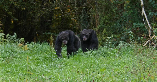 Шимпанзе Пантроглодиты Прогулки Взрослых — стоковое фото