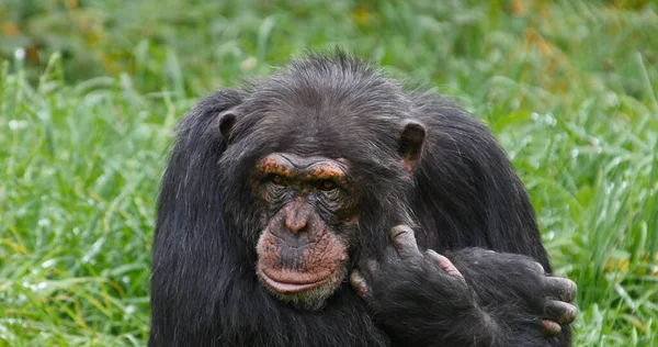 Chimpanzee, pan troglodytes, Portrait of Adult