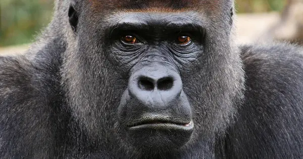 Kelet Alföldi Gorilla Gorilla Gorilla Graueri Férfi Portré — Stock Fotó