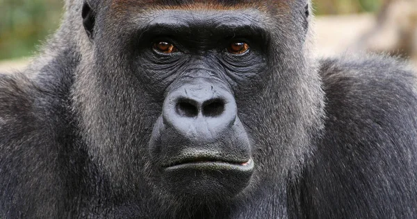 Eastern Lowland Gorilla Gorilla Gorilla Graueri Portrait Male — Stock Photo, Image